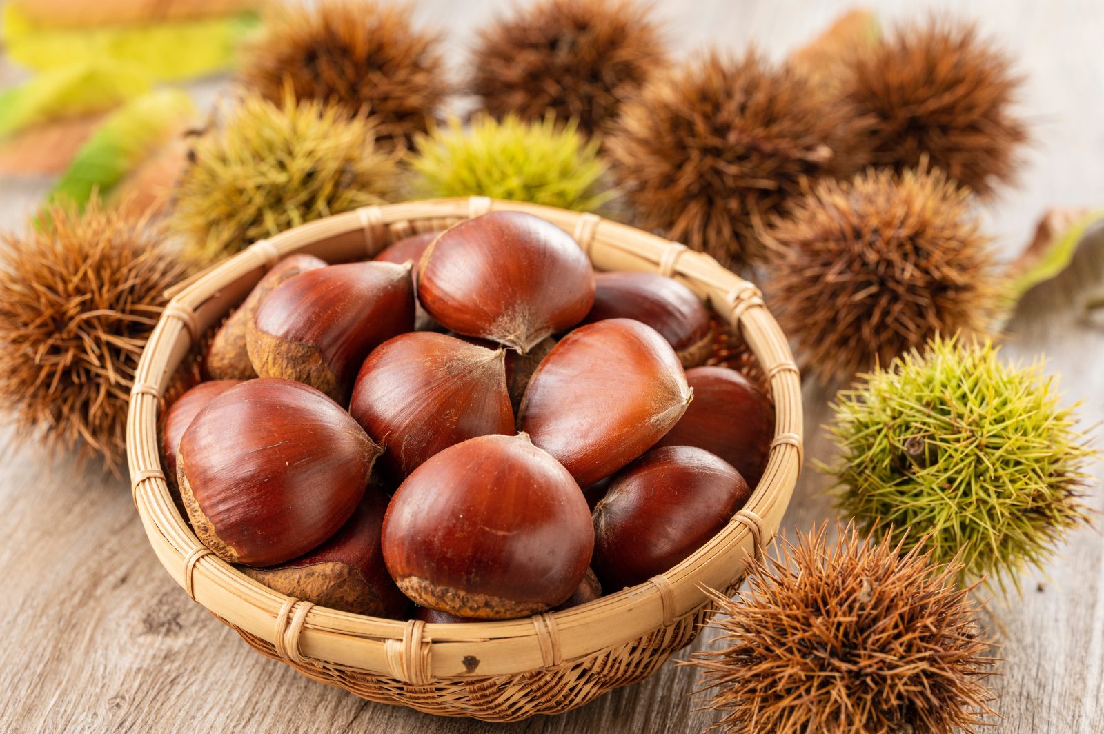 Chestnut