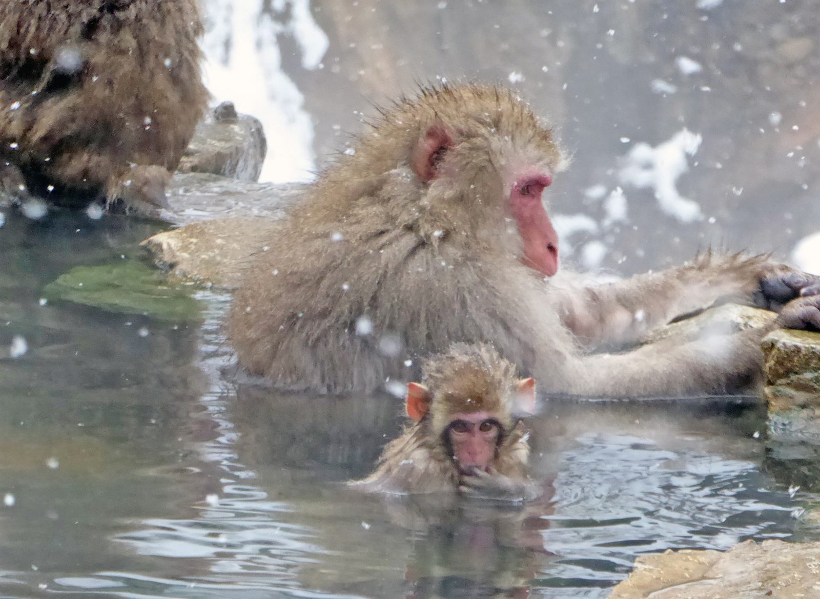 Hell Valley Wild Snow Monkey Park - Mercure Nagano Matsushiro