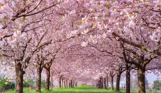 [Hanami] Cherry Blossom Spots in Nagano to enjoy around the hotel