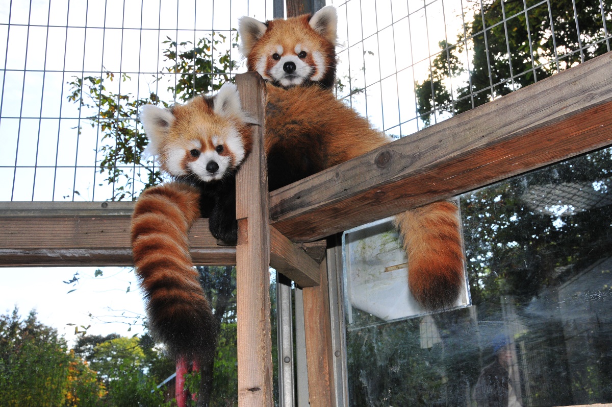 長野市茶臼山動物園|長野松代美居溫泉度假酒店 