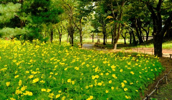 國營阿爾卑斯山的公園