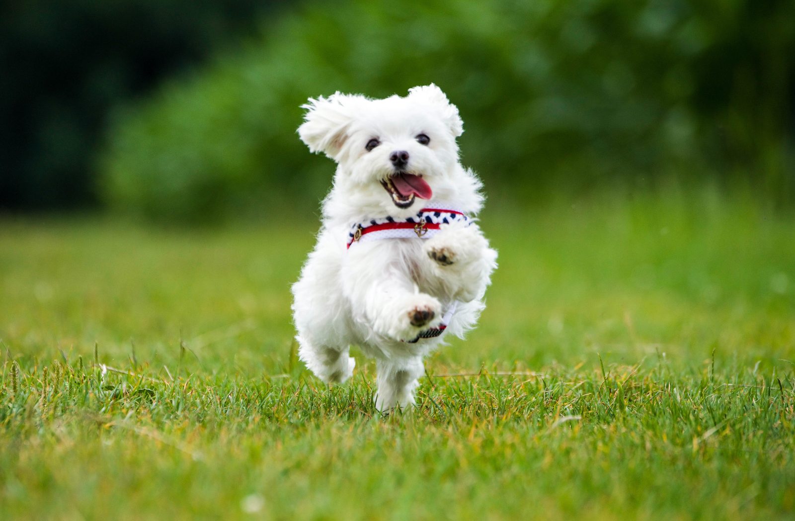 愛犬と蔵王の旅を楽しむ-ドッグフレンドリーツインのご紹介-