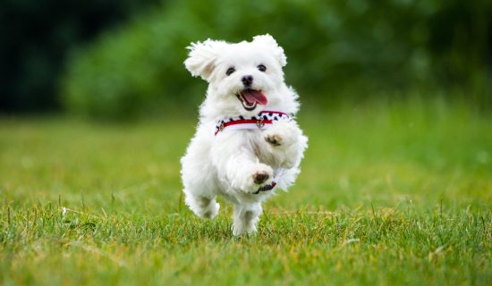愛犬と蔵王の旅を楽しむ-ドッグフレンドリーツインのご紹介-